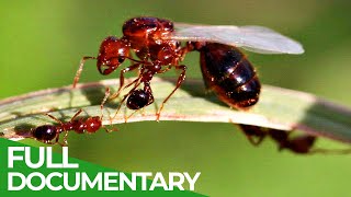 Unstoppable Invaders  The Red Imported Fire Ant  Free Documentary Nature [upl. by Salzhauer]