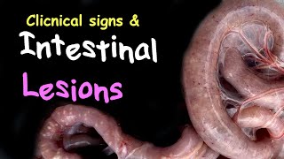 COCCIDIOSIS in Chickens Clinical signs Intestine LESIONS Poultry Diseases Coccidia treatment [upl. by Emmalee538]