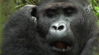 Silverback gorilla KahuziBiéga national park DR Congo [upl. by Karolyn]