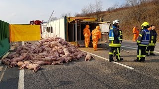 Schwerer Unfall auf der A38  600 Ferkel getötet 27032018 [upl. by Adirahs626]