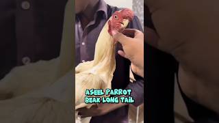 Ayam aseel parrot yang mempesona ayambangkokindonesia ayam viralreels viraltiktok shortvideo [upl. by Gans776]