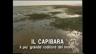 Il capibara il più grande roditore del mondo [upl. by Rawde]