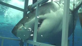 Swimming With A Great White Shark In Guadalupe Mexico [upl. by Frame566]