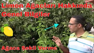 Limonda Uç Alma Tepe Budaması Nasıl ve Ne Zaman Yapılır [upl. by Peirsen]