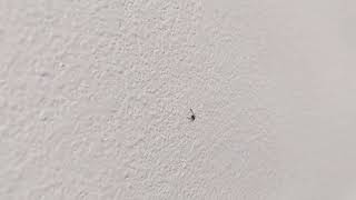 Pseudoscorpion climbing on my wall [upl. by Favata654]