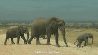 Amboseli Nationalpark Kenia Kenya [upl. by Aligna]