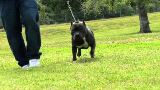 AMERICAN BULLY  GORILLA KENNELS 805 [upl. by Bo204]