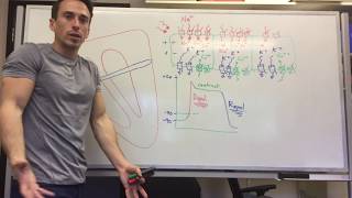 Action Potential In Cardiac Muscle  Heart  Cardiovascular Physiology [upl. by Eiznikcm]