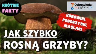 Jak szybko rosną grzyby Podgrzybki Maślaki Borowiki itd [upl. by Chlo]