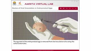 Routes of Viral Inoculation in Embryonated Eggs [upl. by Iclehc]