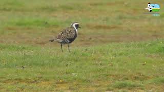 Amerikaanse Goudplevier De Bol Texel [upl. by Athalee]