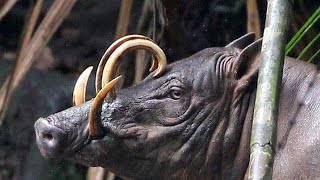 Babirusa – When Nature Had A Rough Time Creating You Shorts [upl. by Lajes891]