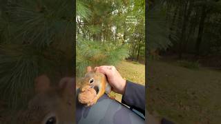 I pet two gray squirrels and a red squirrel squirrelwhisperer melgsbackyardsquirreling [upl. by Auos]