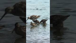 Shortbilled Dowitchers Foraging [upl. by Rehtaef]