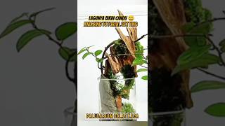 PALUDARIUM GELAS KACA plants trendingshorts paludarium [upl. by Cressida]