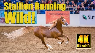 Scottsdale Arabian Horse Show Liberty Run 2022 Winning Stallion Bryzzo [upl. by Vanhook107]