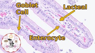 Small Intestine Histology  Easily Digestible [upl. by Yesoj417]