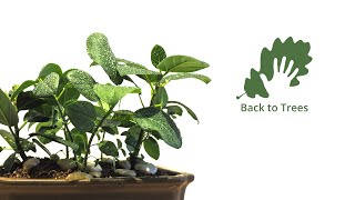 Ficus benghalensis Banyan fig Indian banyan 365 days timelapse  from seed to bonsai [upl. by Giacobo589]