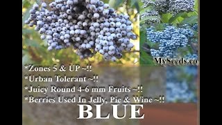 Blue Elderberry Sambucus caerulea Seeds on wwwMySeedsCo [upl. by Eidoow521]