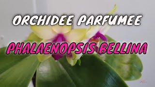 Comment cultiver lorchidée Phalaenopsis Bellina [upl. by Anerak]