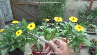 Collecting Seeds From Plants  Calendula Flower  Saving Seeds for Next Year Urduhindi [upl. by Landes]