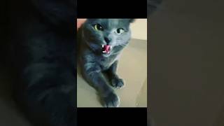 Horror cat sound  angry cat sound  shorts catsounds youtube youtubeshorts [upl. by Kcirdehs]