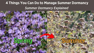 Will Your CA Native Garden Look Dead in Summer You Decide  Summer Dormancy Explained [upl. by Clemen]