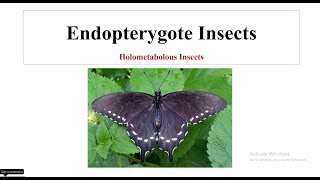 Endopterygote Insects [upl. by Aenert971]