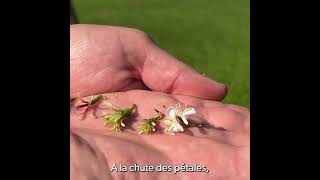 Parlons peu parlons plantes  S2E9 [upl. by Dione]