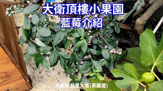 頂樓小果園藍莓種植梅雨季節後介紹我的藍莓盆植藍莓台灣藍莓南高叢 藍莓 台灣藍莓種植 藍莓種植 大衛頂樓小果園 [upl. by Sewole25]