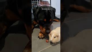 Rottweiler Thinks Guinea Pigs Are Her Babies ❤️  The Dodo [upl. by Crow918]