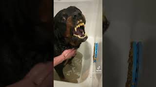 This snarling Rottweiler isn’t angry but attacks [upl. by Christianson]