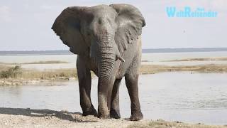 Namibia Fantastischer Etosha National Park [upl. by Boone]