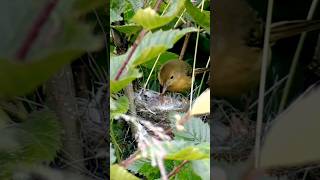 🐦Japanese Bush Warbler feeding babies shorts shortfeed viral trending birdlife birdwatching [upl. by Aydne]