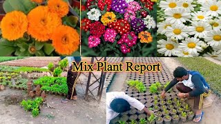 Barbina Flower Report Mix calendula flower plant [upl. by Priest]