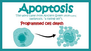 Apoptosis  Apoptosis in Pathological and Physiological context  Molecular pathway of apoptosis [upl. by Ehcnalb462]