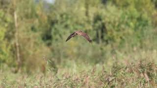 bruine kiekendief slowmotion 4K [upl. by Magner262]