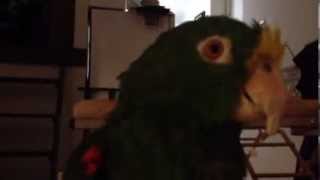 Parrot Sings quotBernadettes Songquot with Simon Helberg on Big Bang Theory Romance Resonance [upl. by Salhcin947]