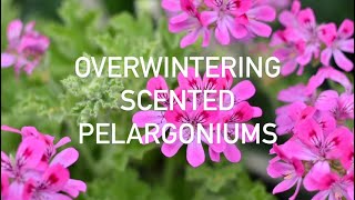 Overwintering Scented Pelargoniums [upl. by Collen]