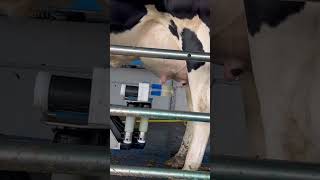 A milking in a minute dairy fullwood parlour farm milking roboticmilking cows dairyrobot [upl. by Miett]