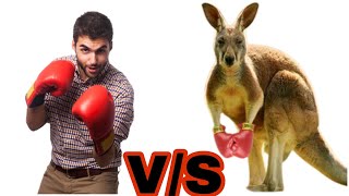 Man Vs Kangaroo Top 5 Kangaroo FightTop 5 Kangaroo Boxing [upl. by Mela]