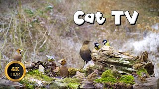 Cat TV for Cats to Watch 🐈  LITTLE BIRDS EVERYWHERE 🐦‍⬛ 4K HDR [upl. by Caron226]