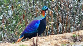 Most Beautiful Highly Colourful Bird Himalayan Monal Pheasant At Mysore Zoo 2016 [upl. by Keefer]