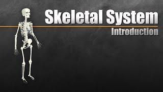 Introduction to the Skeletal System In 7 Minutes [upl. by Aitnecserc]