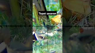 burung Trinil slowmotion [upl. by Singhal]