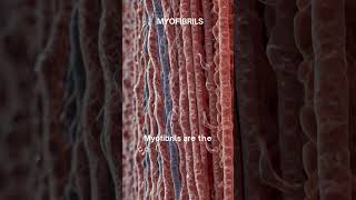 quotMyofibrils The Contractile Engines of Muscle Fibersquot [upl. by Reiko796]