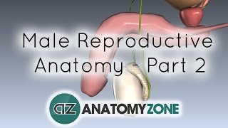 Introduction to Male Reproductive Anatomy  Part 2  Vas Deferens and Accessory Glands [upl. by Munn]