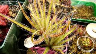 Drosera regia  The King Sundew Carnivorous Plant [upl. by Larimor]