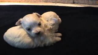 Cuccioli Cane Maltese 4 Settimane  Video Animali [upl. by Marijane]