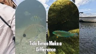 Tide Times Make a Difference The Secret to Turning Murky Waters Crystal Clear for Snorkeling [upl. by Griffy255]